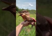 Avoid this Lizard When You Go to Australia 😰 #facts #australia #wildlife #shorts